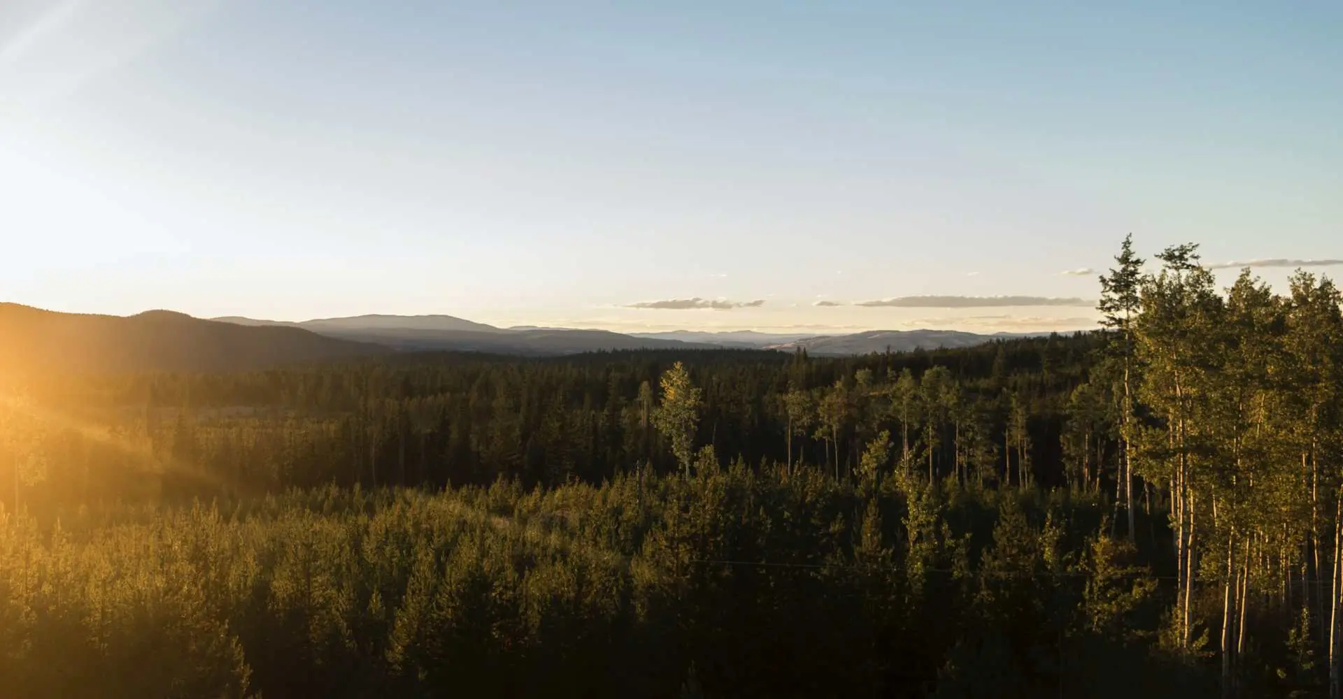 Fyrreskov i solnedgang